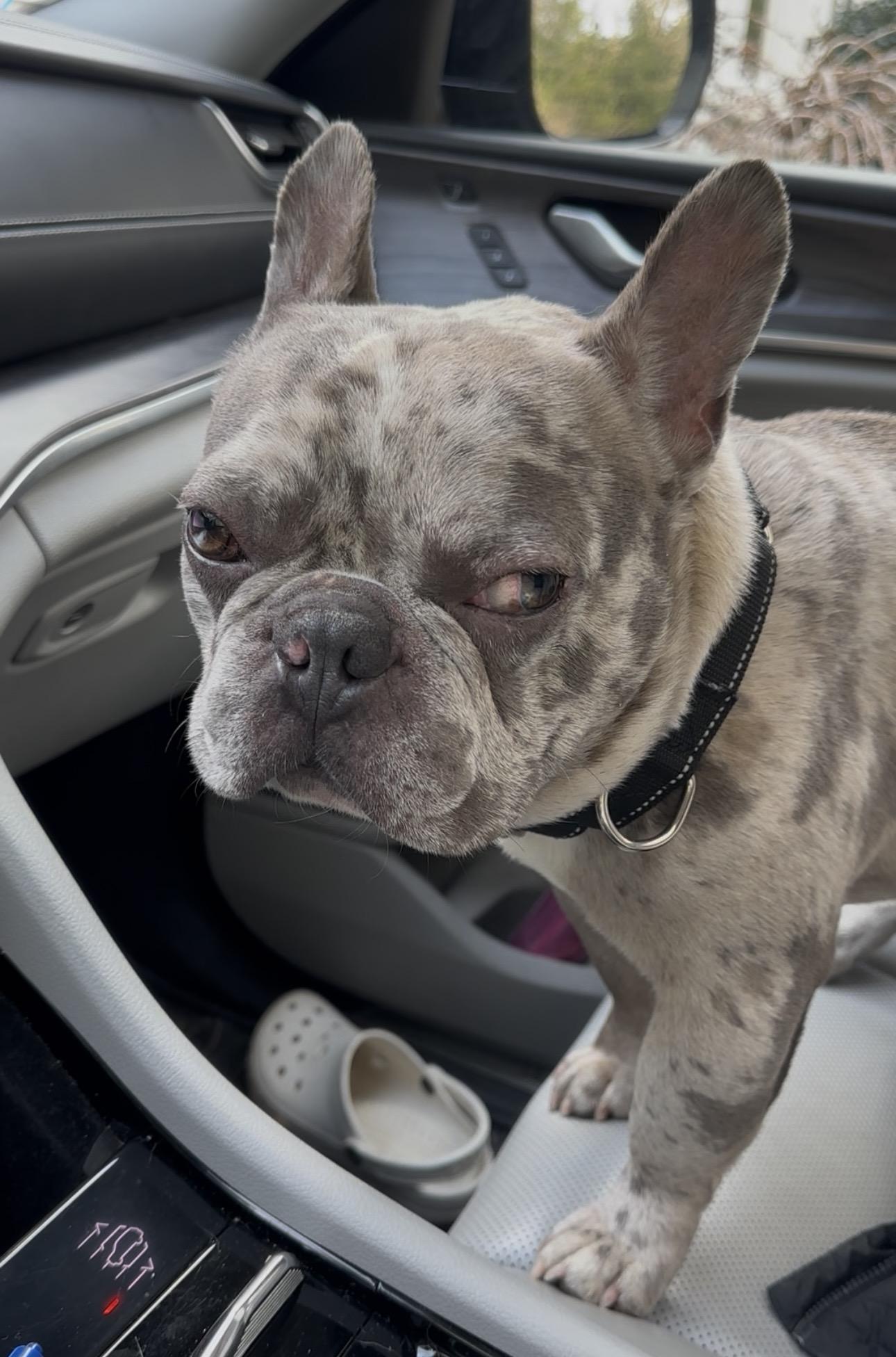 Enlarge Gary Boris - Local dog ~ special needs~, a Adoptable mixed breed in Andover, MA image 1/6
