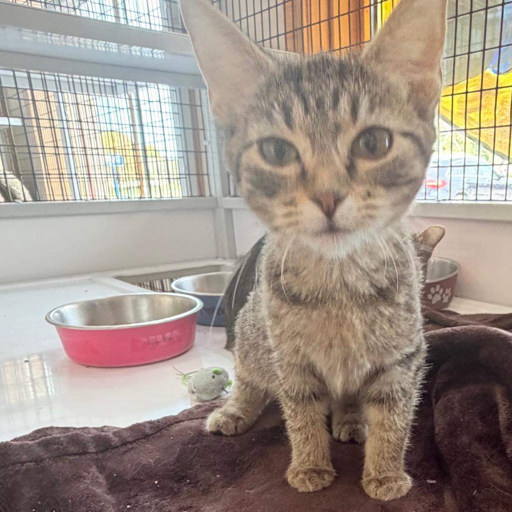 Dahlia, Adoptable, Kitten Female Domestic Short Hair.