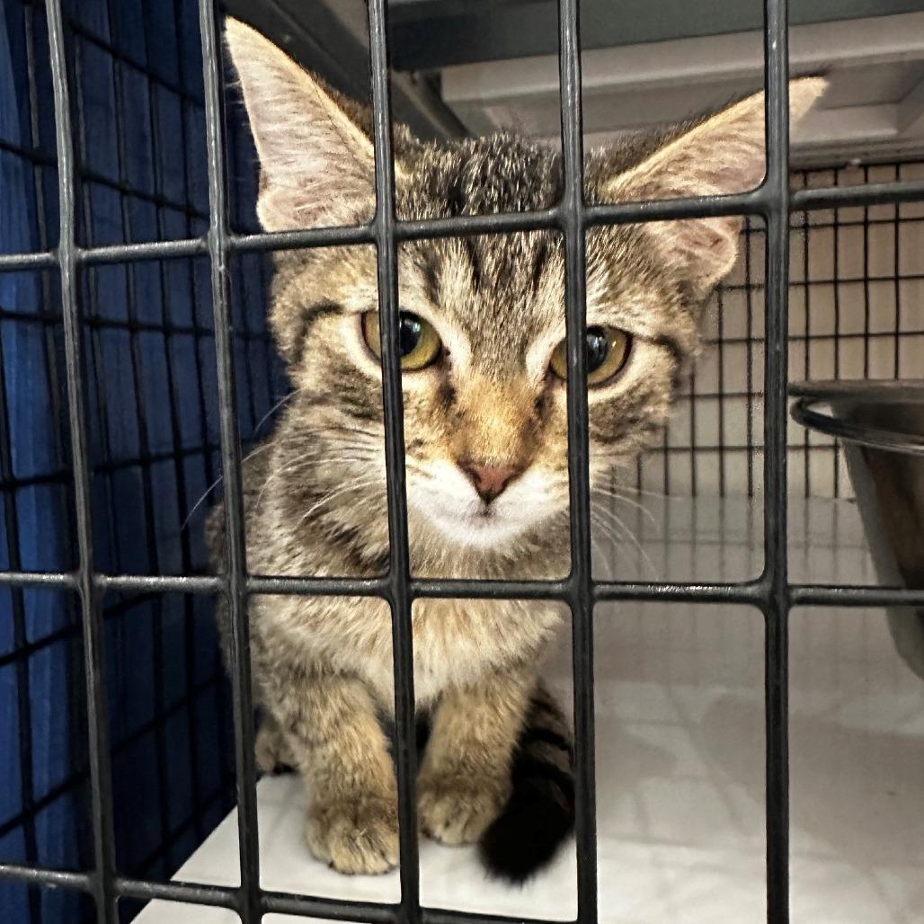Enlarge Dahlia, a Adoptable Domestic Short Hair in Monticello, IL image 1/1