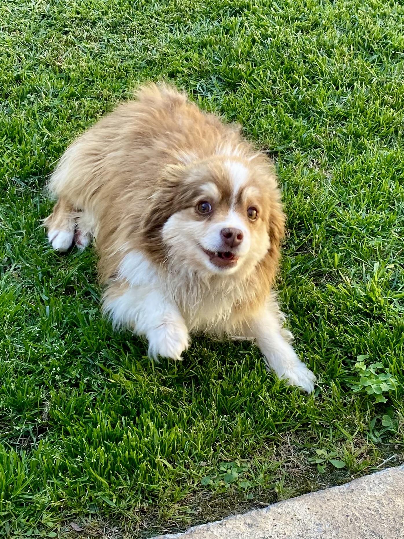 Enlarge ANDY - 9 poundv Mini Assi, a ADOPTABLE Australian Shepherd in Sunset Beach , CA image 6/6