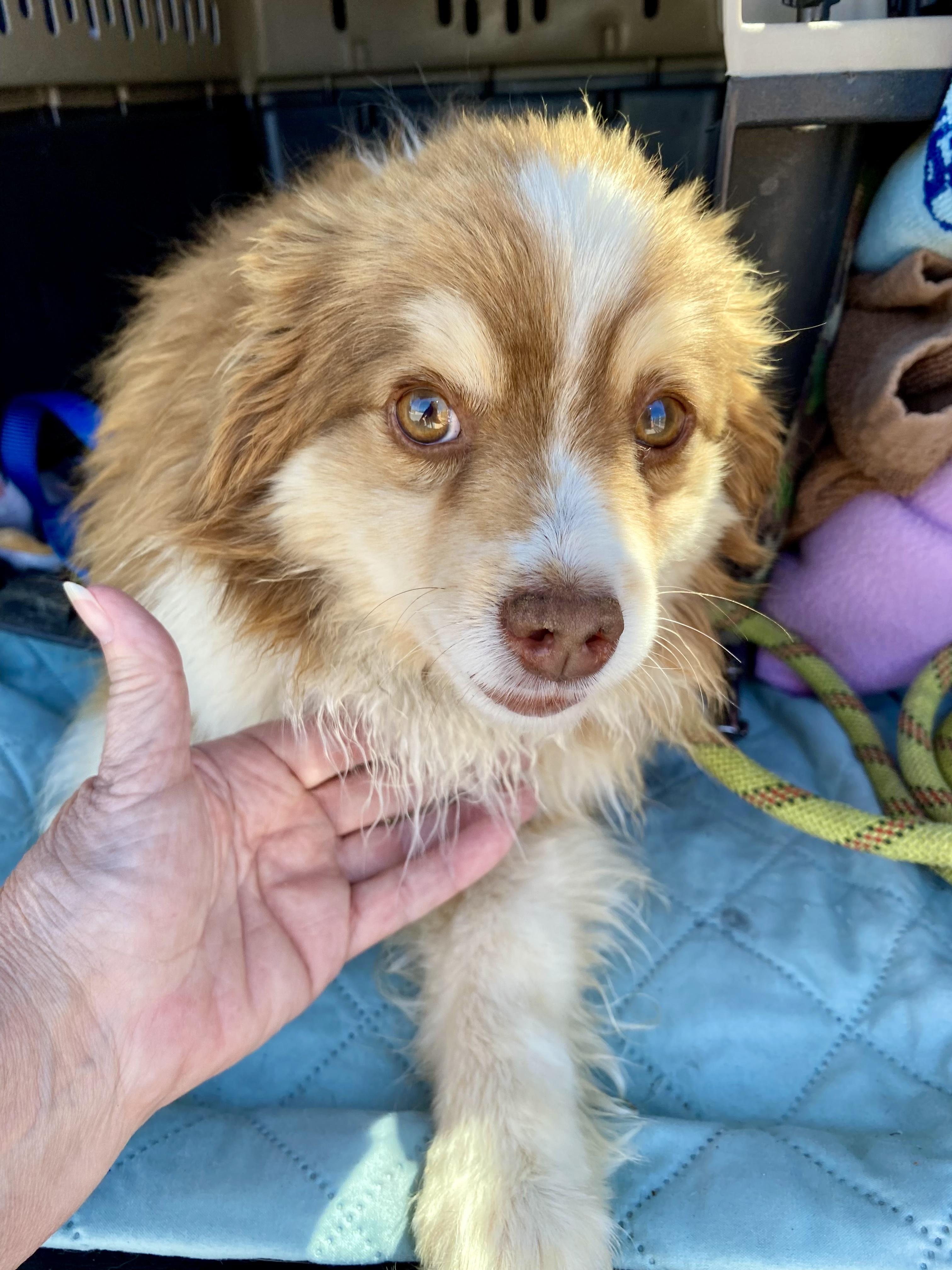 Enlarge ANDY - 9 poundv Mini Assi, a ADOPTABLE Australian Shepherd in Sunset Beach , CA image 4/6