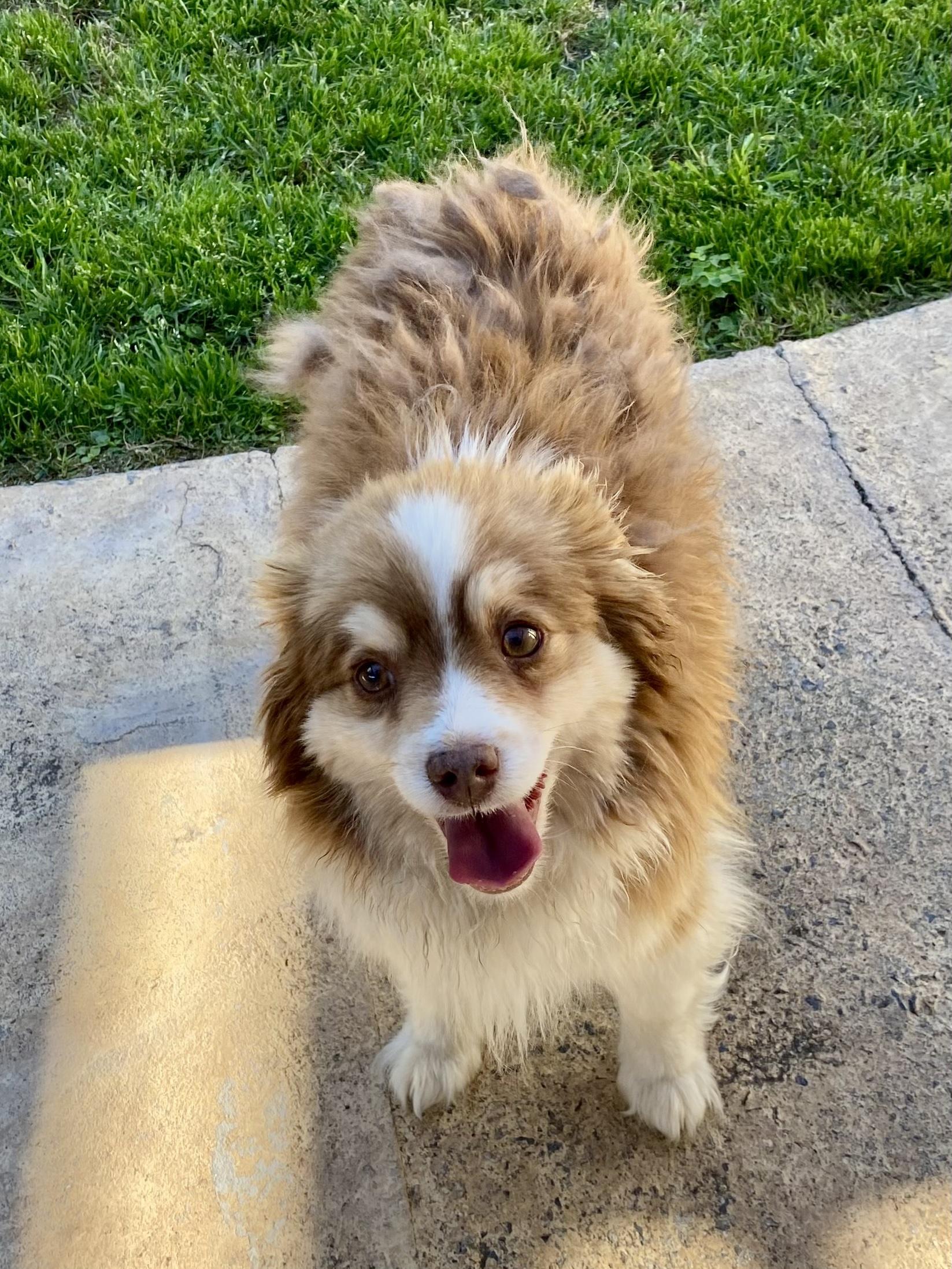 Enlarge ANDY - 9 poundv Mini Assi, a ADOPTABLE Australian Shepherd in Sunset Beach , CA image 3/6