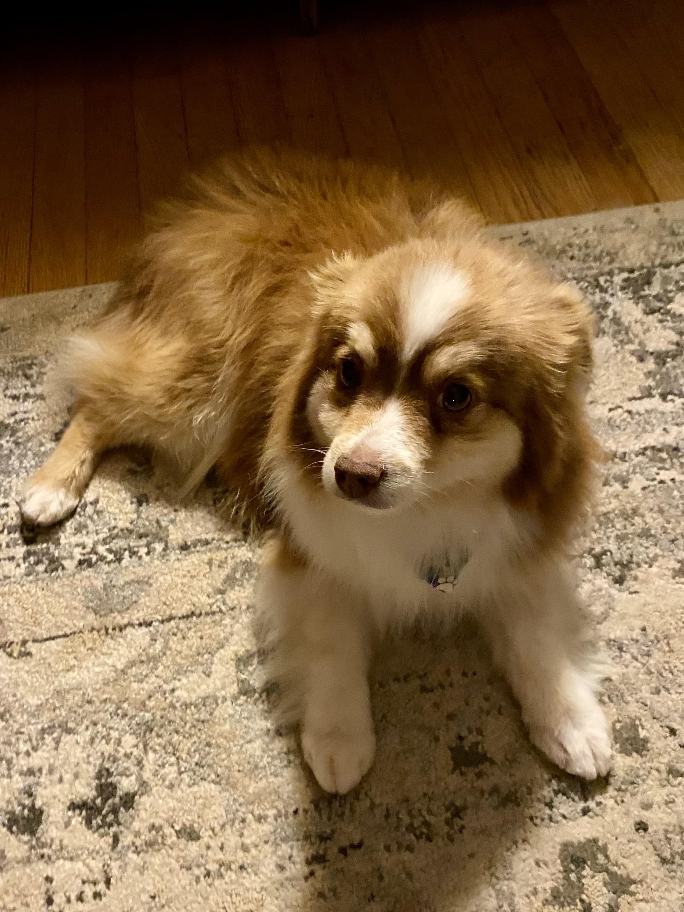 Enlarge ANDY - 9 poundv Mini Assi, a ADOPTABLE Australian Shepherd in Sunset Beach , CA image 2/6