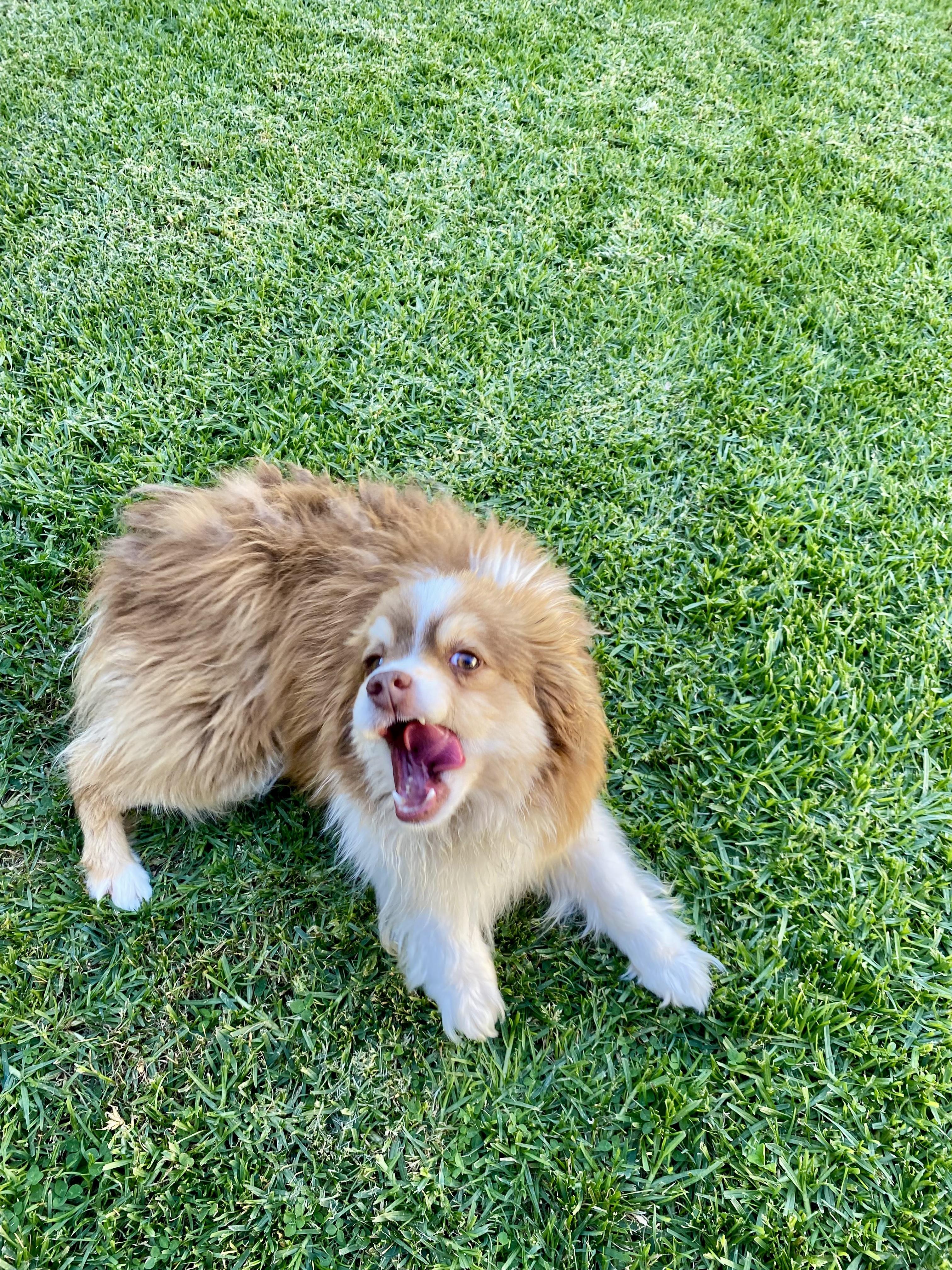 ANDY - 9 poundv Mini Assi, ADOPTABLE, Adult Male Australian Shepherd.