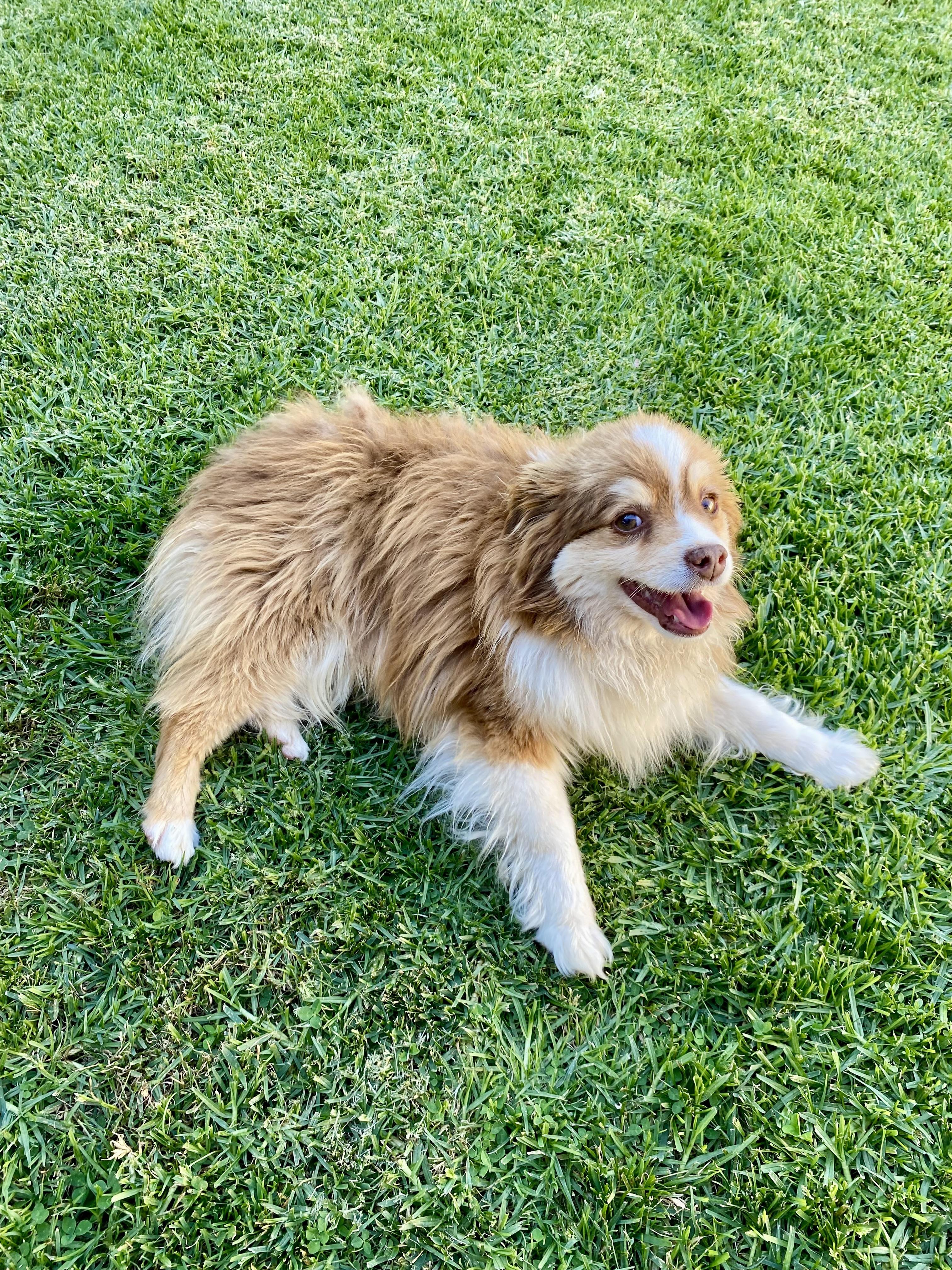 Enlarge ANDY - 9 poundv Mini Assi, a ADOPTABLE Australian Shepherd in Sunset Beach , CA image 5/6