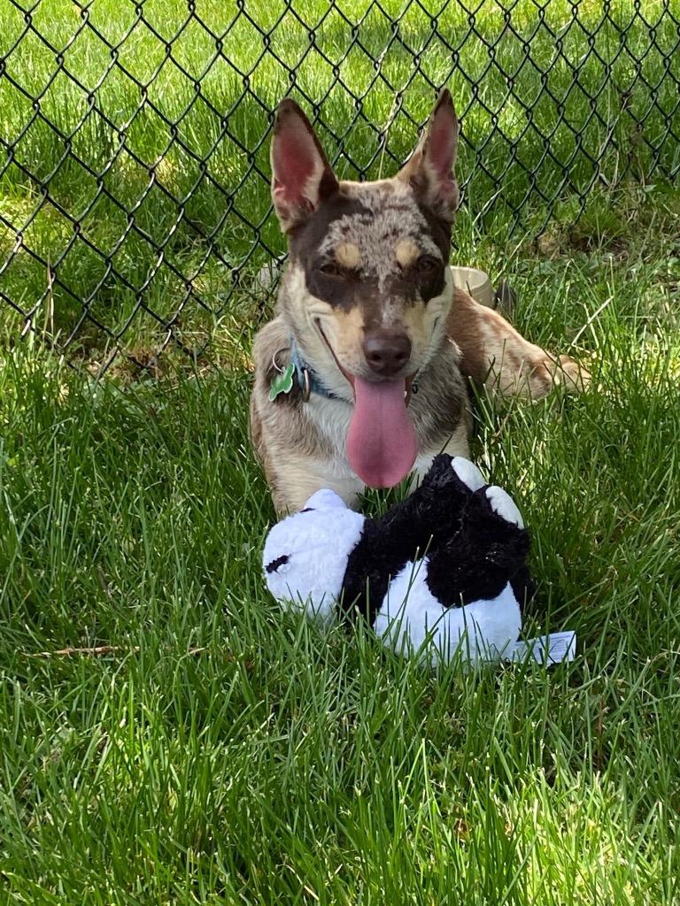 Enlarge Alexus, a Adoptable mixed breed in North Syracuse, NY image 3/6