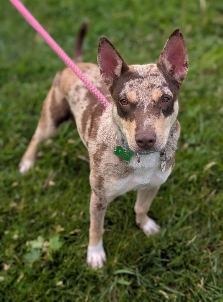 Enlarge Alexus, a Adoptable mixed breed in North Syracuse, NY image 5/6