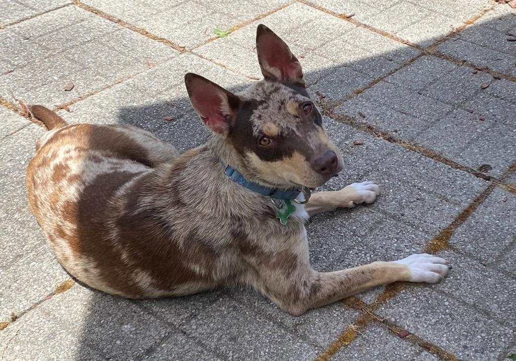 Enlarge Alexus, a Adoptable mixed breed in North Syracuse, NY image 6/6