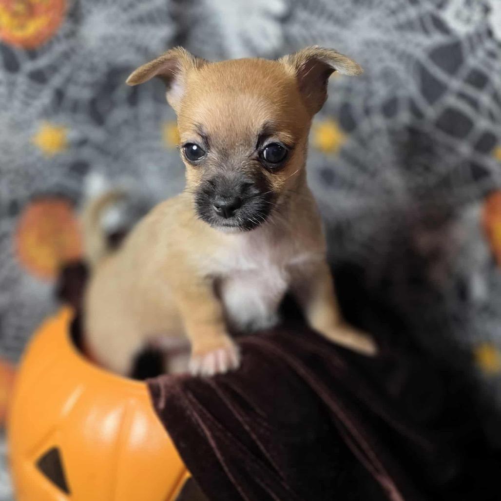 Rain, a Adoptable Chihuahua in West Richland, WA image 2/6
