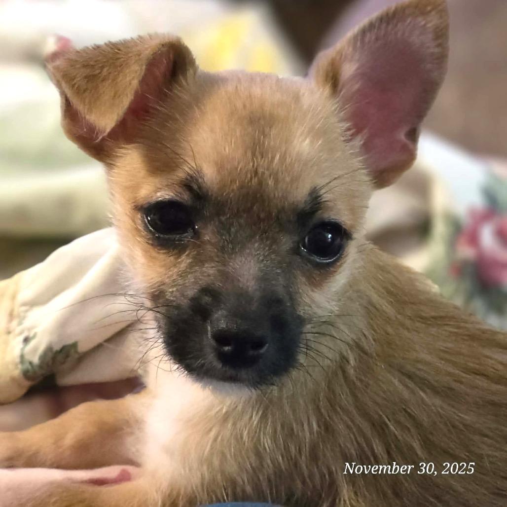 Rain, a Adoptable Chihuahua in West Richland, WA image 3/6