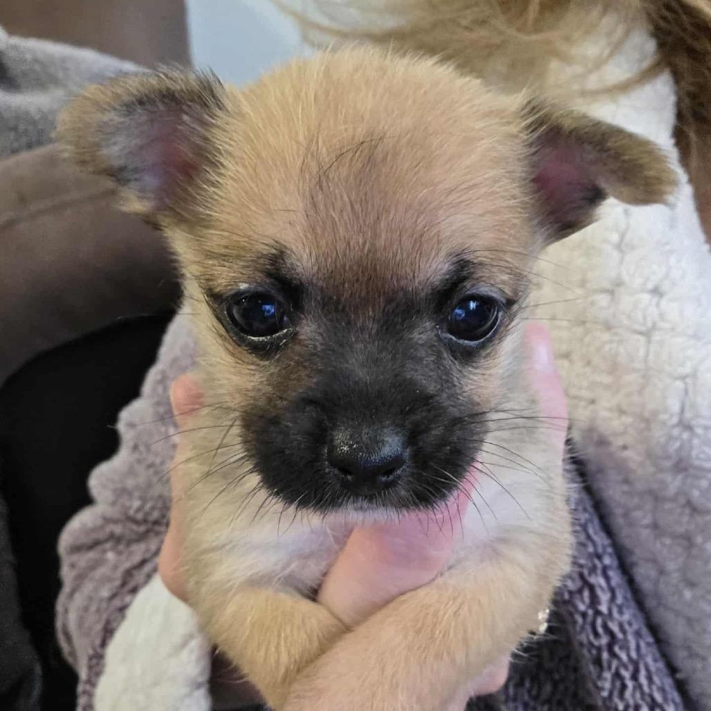 Rain, a Adoptable Chihuahua in West Richland, WA image 4/6