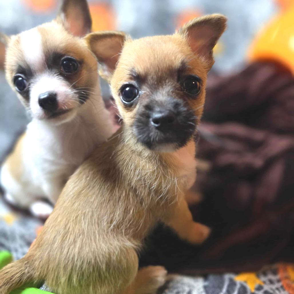 Rain, a Adoptable Chihuahua in West Richland, WA image 5/6