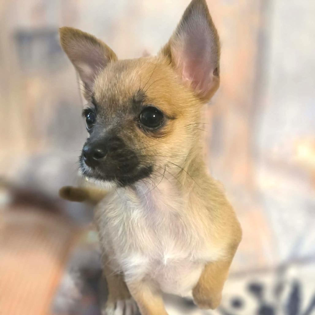 Rain, a Adoptable Chihuahua in West Richland, WA image 6/6