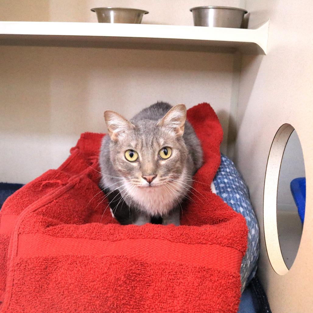 Mayzie, Adoptable, Adult Female Domestic Short Hair.