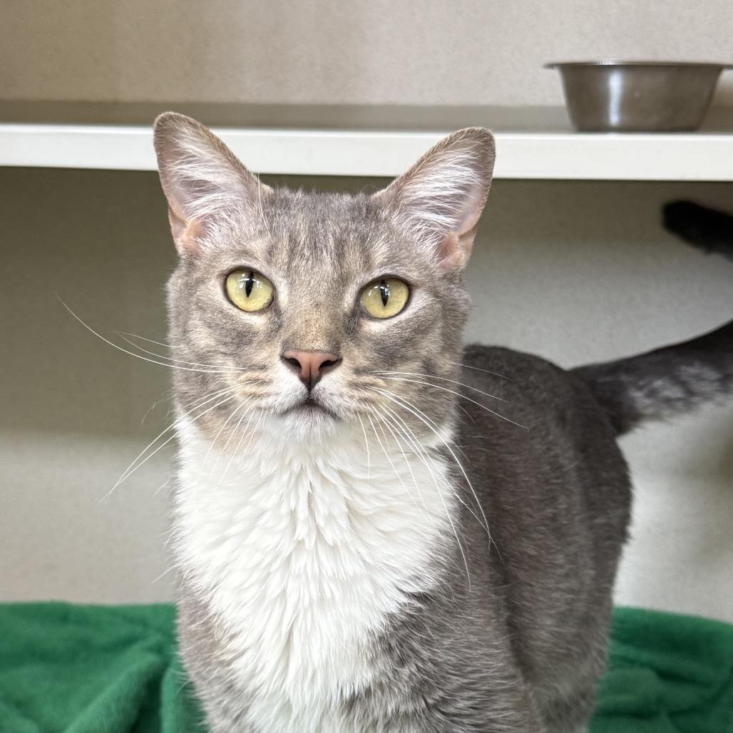 Enlarge Mayzie, a Adoptable Domestic Short Hair in Rifle, CO image 2/6