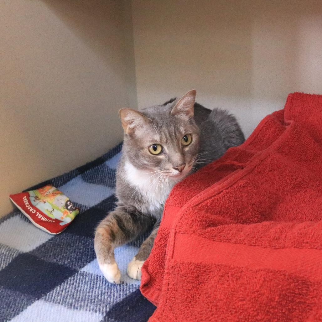 Enlarge Mayzie, a Adoptable Domestic Short Hair in Rifle, CO image 3/6