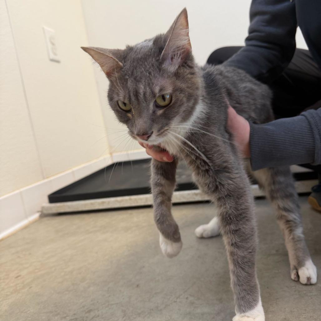 Enlarge Mayzie, a Adoptable Domestic Short Hair in Rifle, CO image 4/6