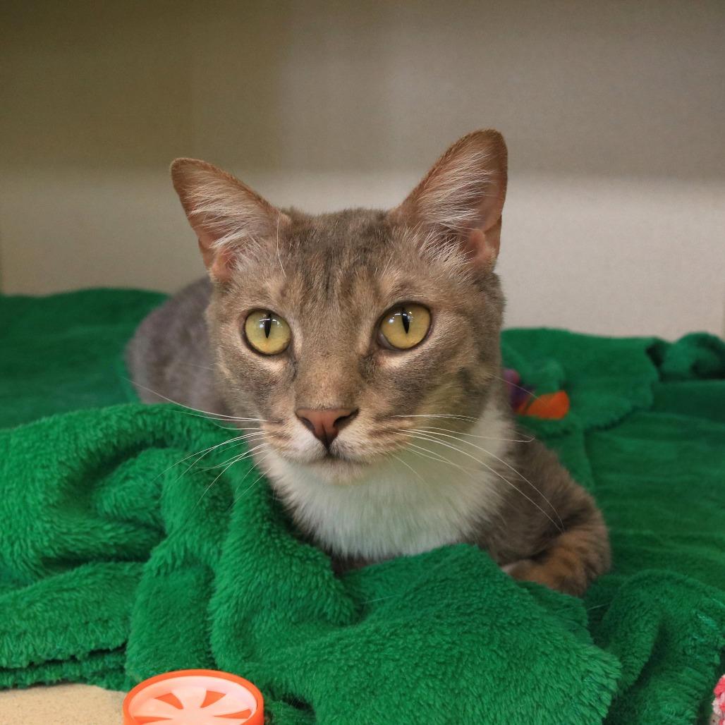 Enlarge Mayzie, a Adoptable Domestic Short Hair in Rifle, CO image 5/6