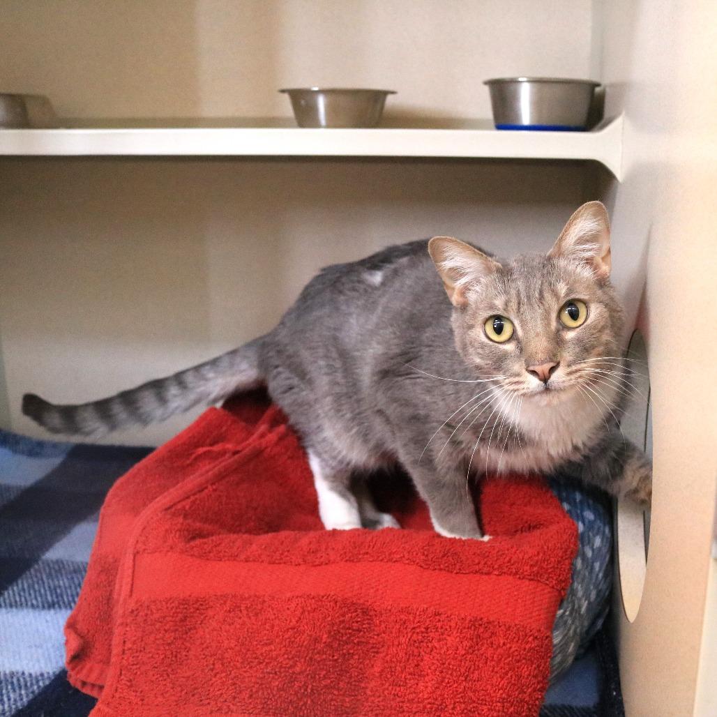 Enlarge Mayzie, a Adoptable Domestic Short Hair in Rifle, CO image 6/6