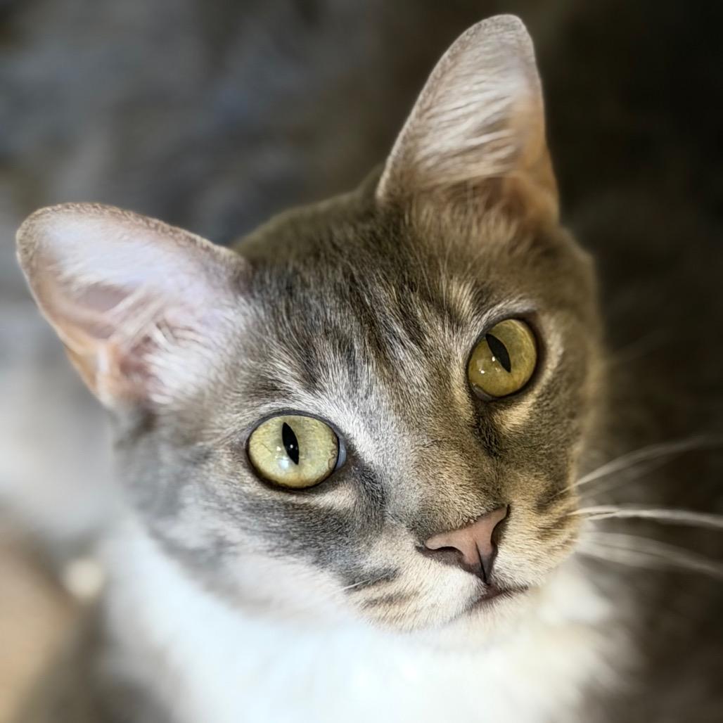 Enlarge Mayzie, a Adoptable Domestic Short Hair in Rifle, CO image 6/6