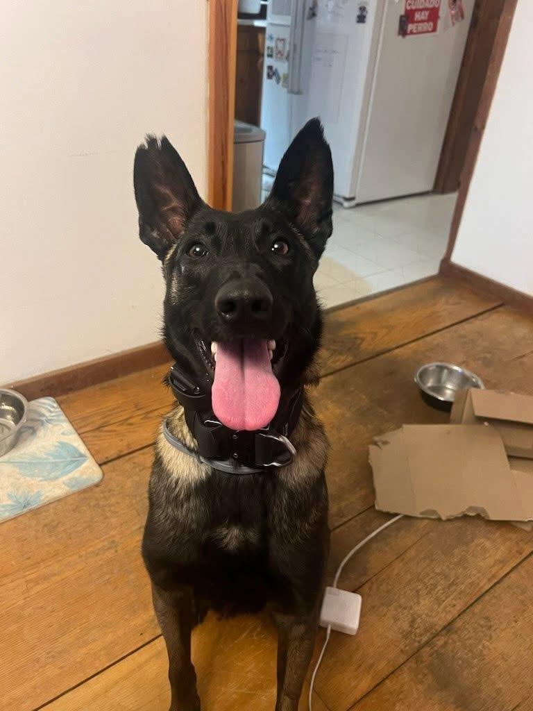 Echo, an adoptable Belgian Shepherd / Malinois in Duxbury, MA image 1/5