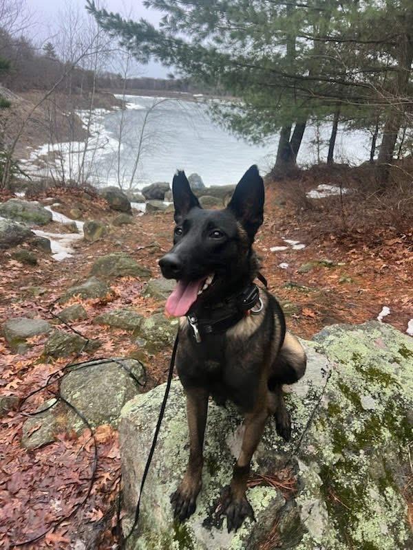 Echo, an adoptable Belgian Shepherd / Malinois in Duxbury, MA image 4/5