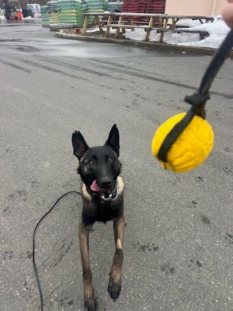 Echo, an adoptable Belgian Shepherd / Malinois in Duxbury, MA image 5/5
