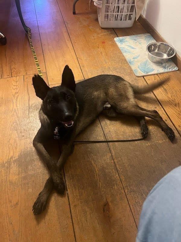 Echo, an adoptable Belgian Shepherd / Malinois in Duxbury, MA image 3/5