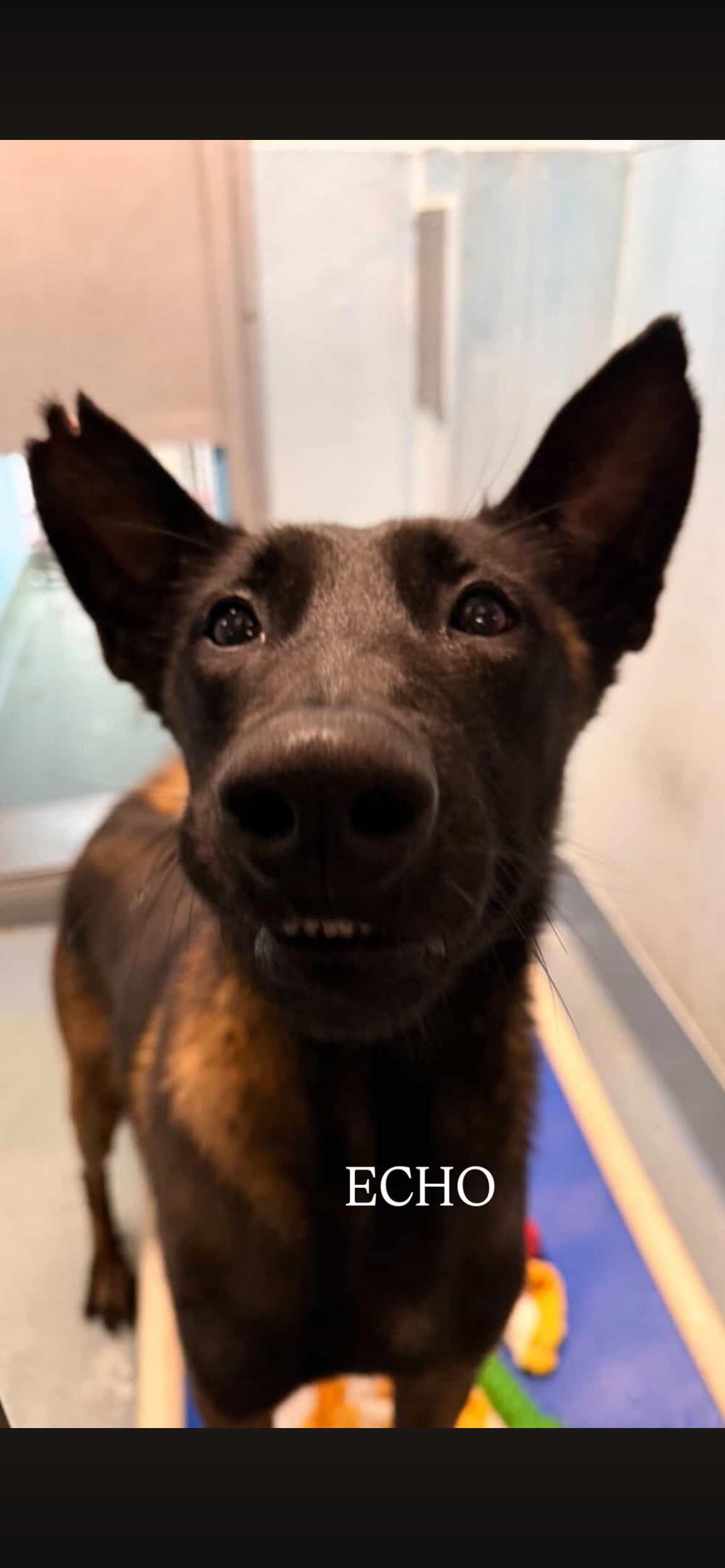 Enlarge Echo, a ADOPTABLE Belgian Shepherd / Malinois in Duxbury, MA image 1/1