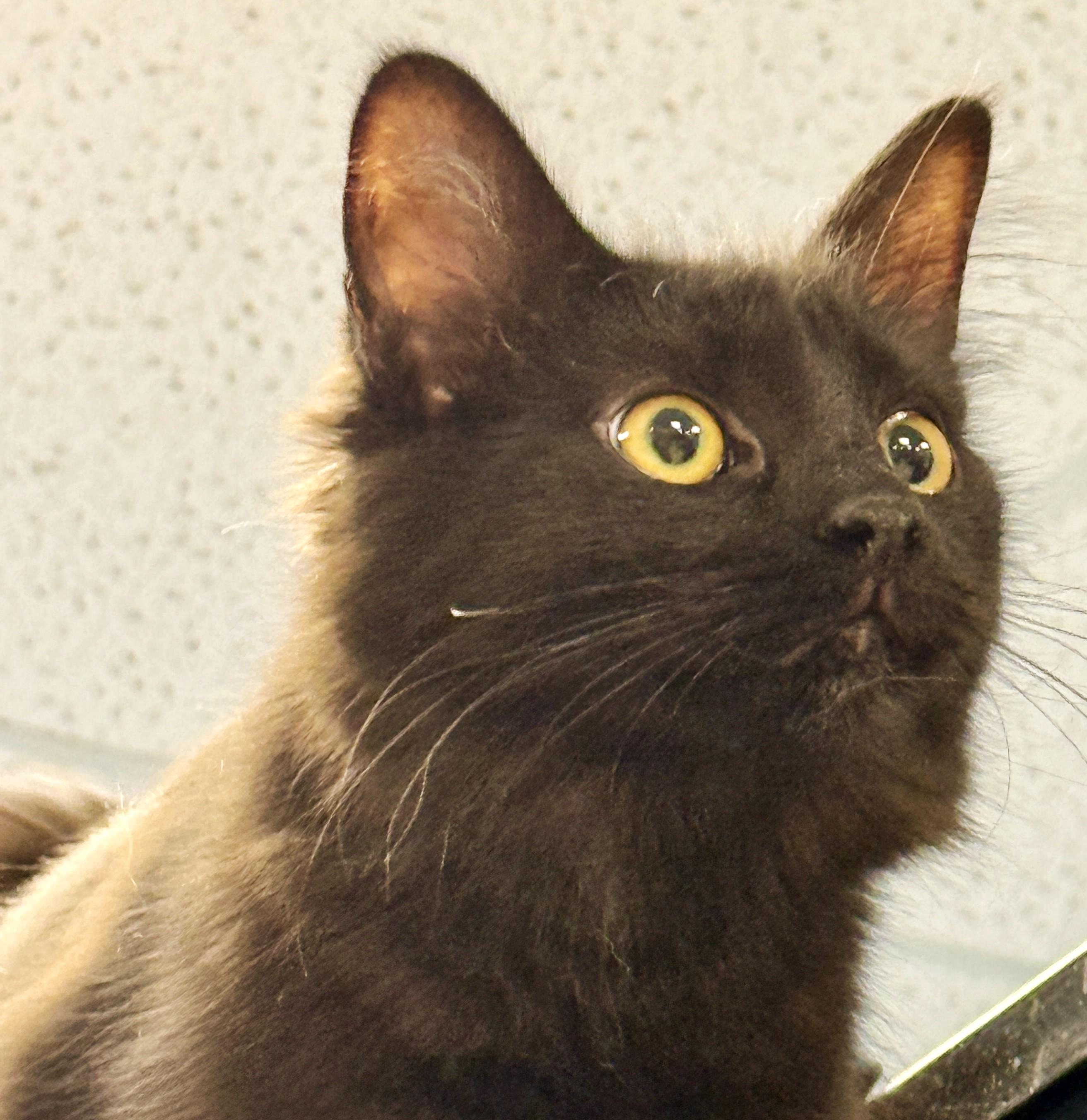 Enlarge Ophelia, an adopted mixed breed in Spokane, WA image 3/3