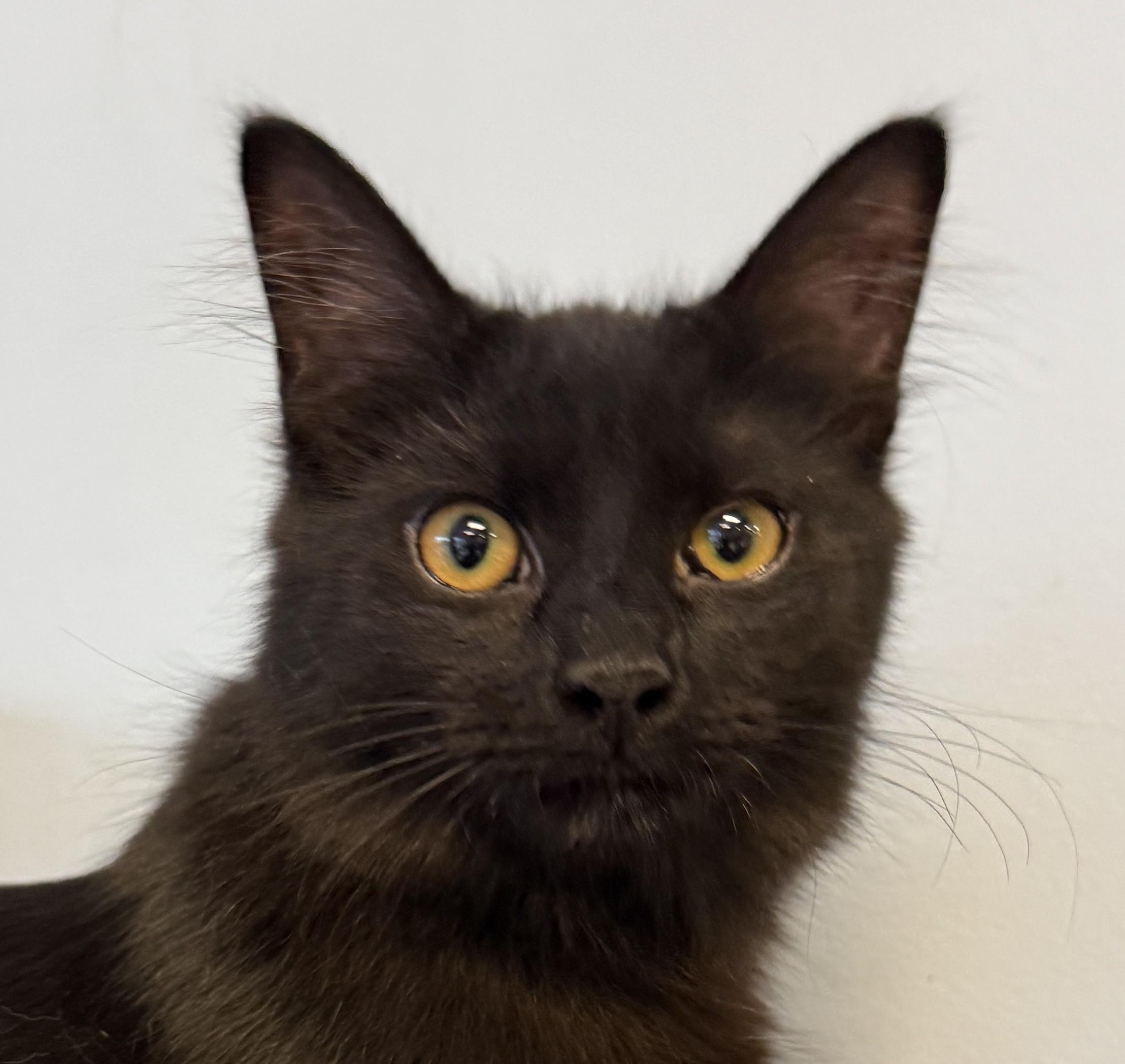 Ophelia, adopted, Young Female Domestic Medium Hair.