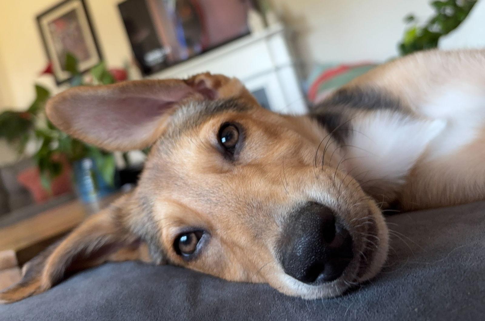 Enlarge Pixie, a Adoptable Shepherd in Cary, NC image 1/3