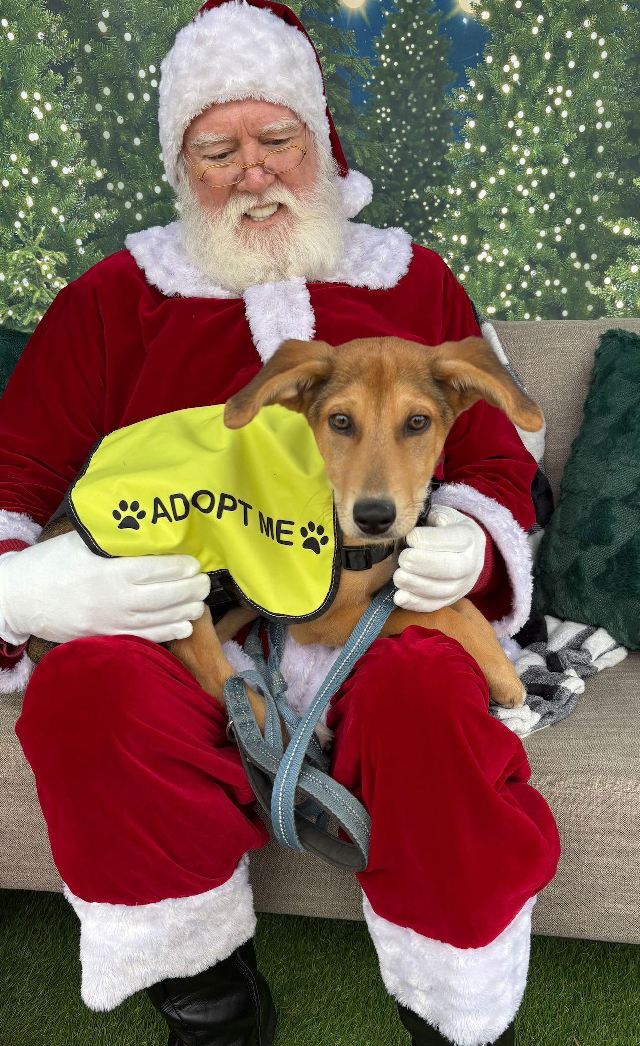 Enlarge Pixie, a Adoptable Shepherd in Cary, NC image 2/3