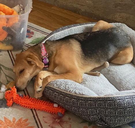 Enlarge Pixie, a Adoptable Shepherd in Cary, NC image 2/3