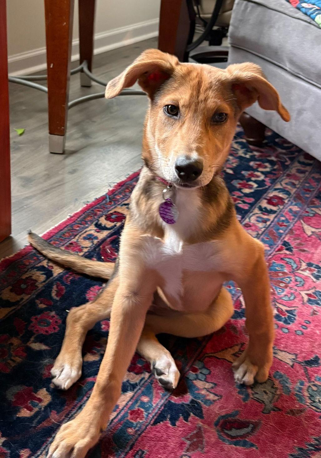 Enlarge Pixie, a Adoptable Shepherd in Cary, NC image 3/3