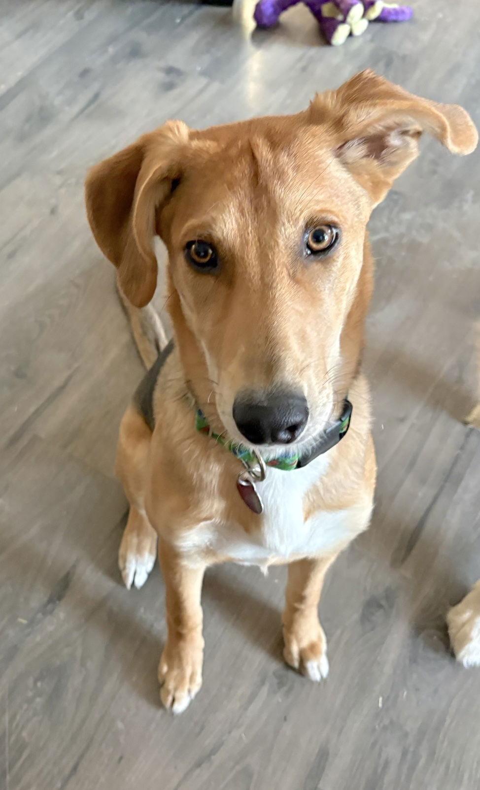 Enlarge Pixie, a Adoptable Shepherd in Cary, NC image 3/3