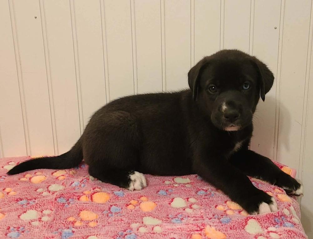 Ruby, Adoptable, Puppy Female Great Dane.
