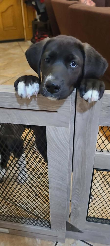 Ruby, a Adoptable mixed breed in Canyon Country, CA image 2/4