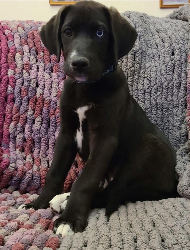 Ruby, a Adoptable mixed breed in Canyon Country, CA image 3/4