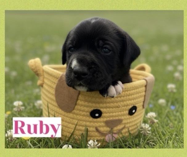 Ruby, a Adoptable mixed breed in Canyon Country, CA image 4/4