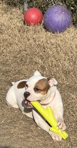 DA 15 Pork Chop, Adoptable, Adult Female Pit Bull Terrier.