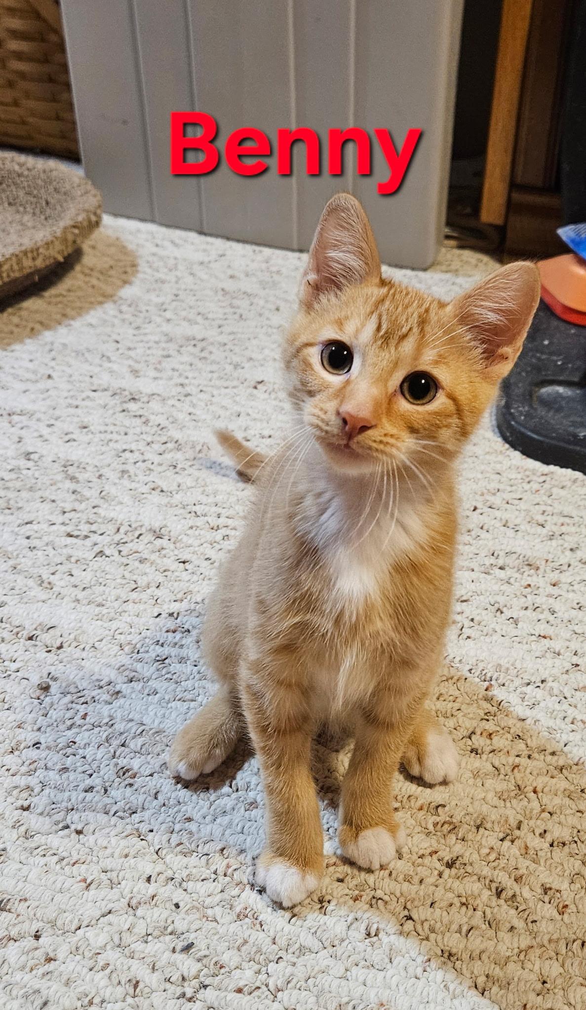 Benny, Adopted, Kitten Male Domestic Short Hair.