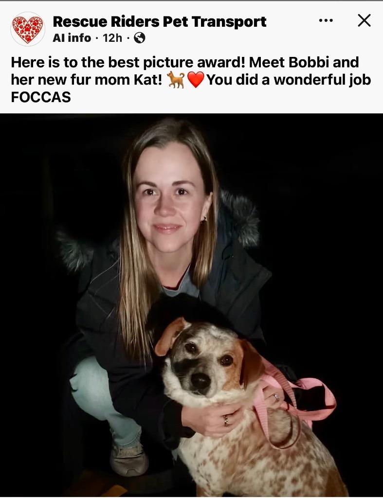 Bobbi, Adopted, Young Female Australian Cattle Dog / Blue Heeler & Australian Shepherd.