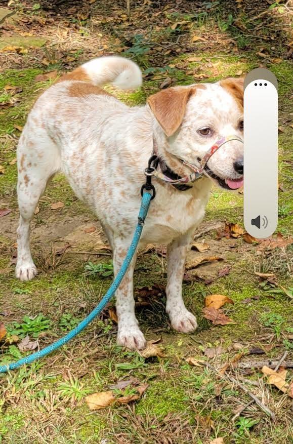 Enlarge Bobbi, a Adopted mixed breed in Crossville, TN image 4/6