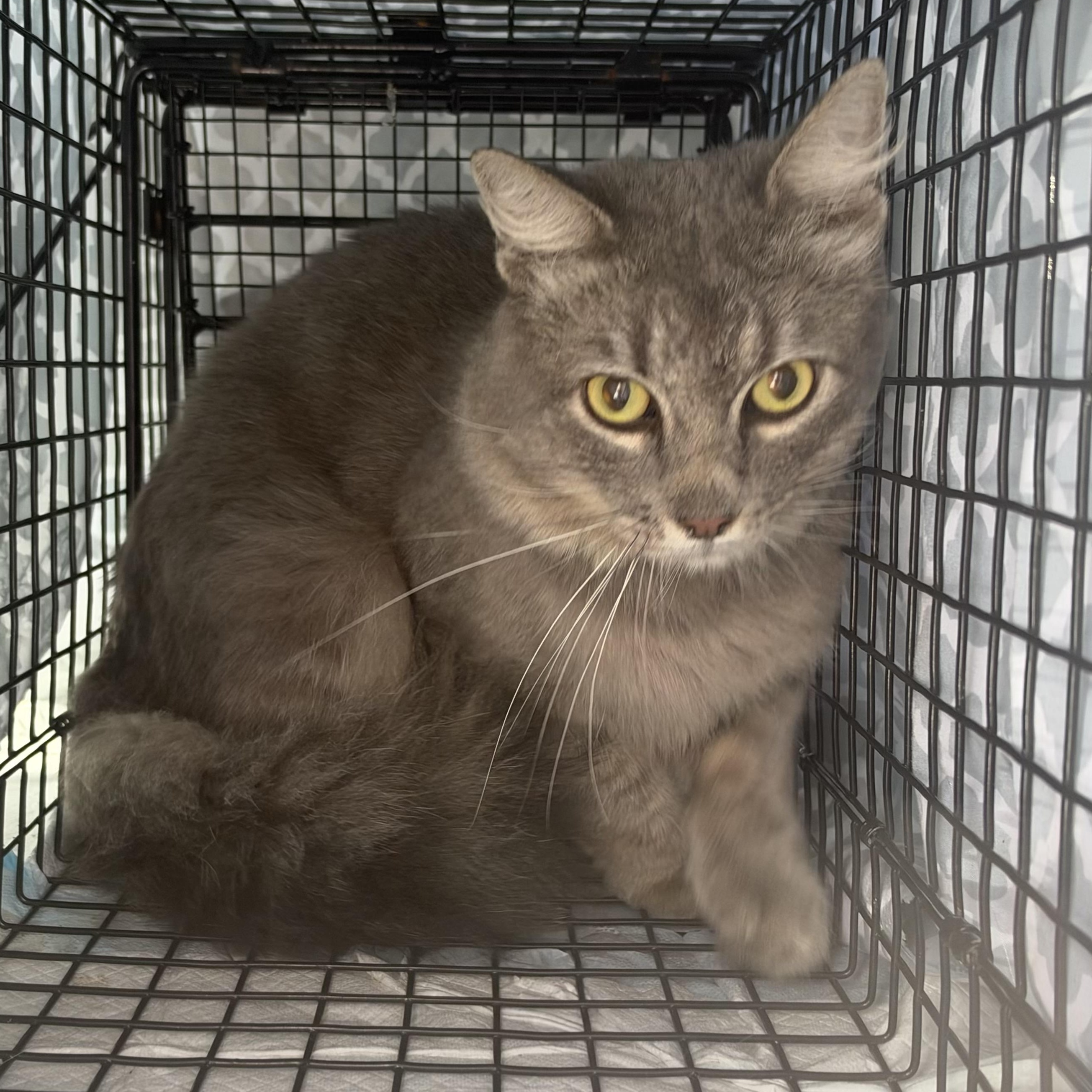 Gris, Adoptable, Adult Male Russian Blue.