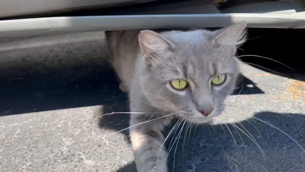 Enlarge Gris, a Adoptable Russian Blue in Memphis, TN video 3/4