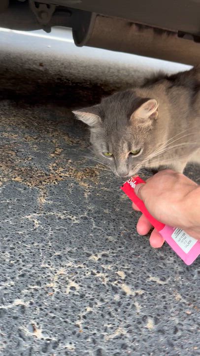 Enlarge Gris, a Adoptable Russian Blue in Memphis, TN video 4/4
