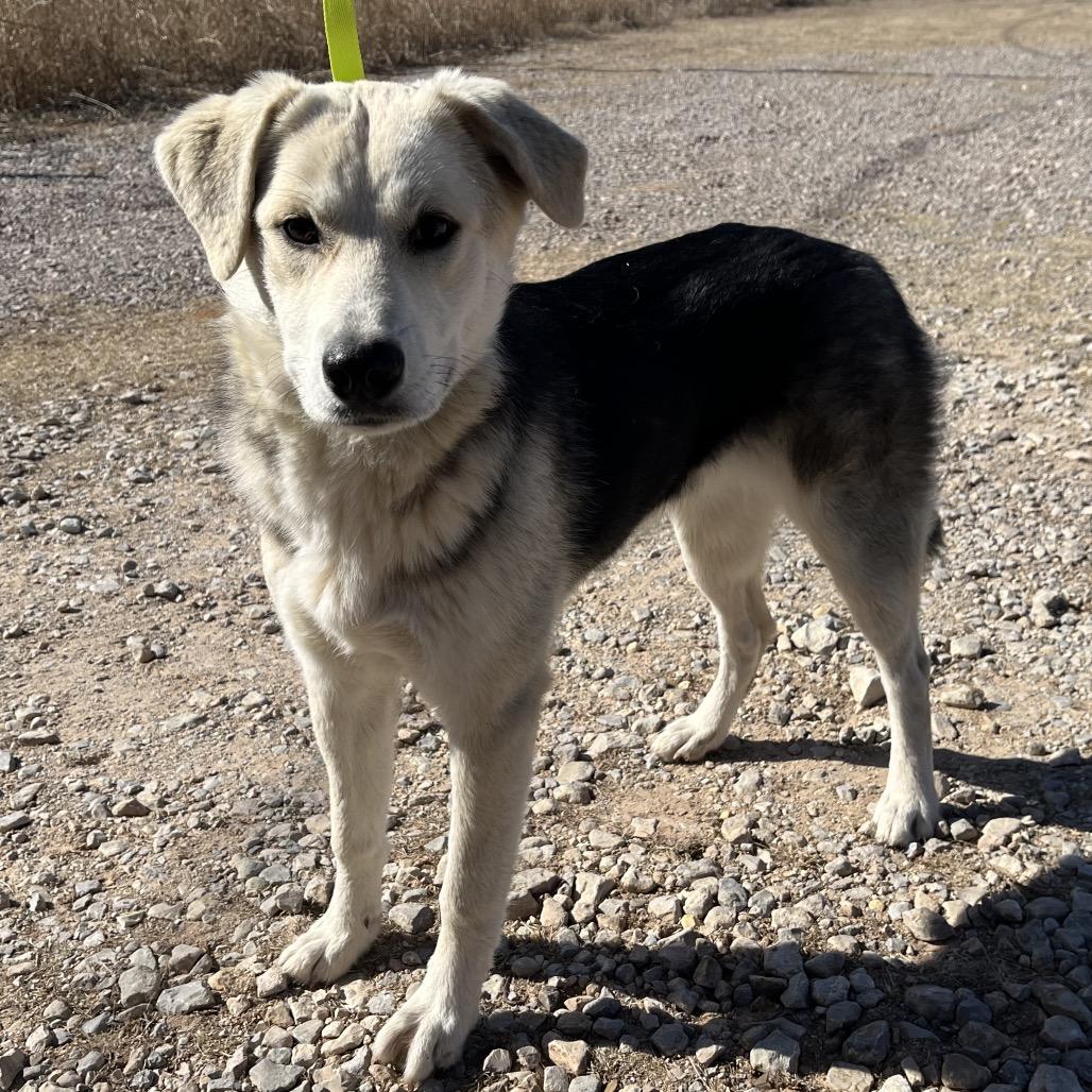 Mira, Adoptable, Young Female Mixed Breed.