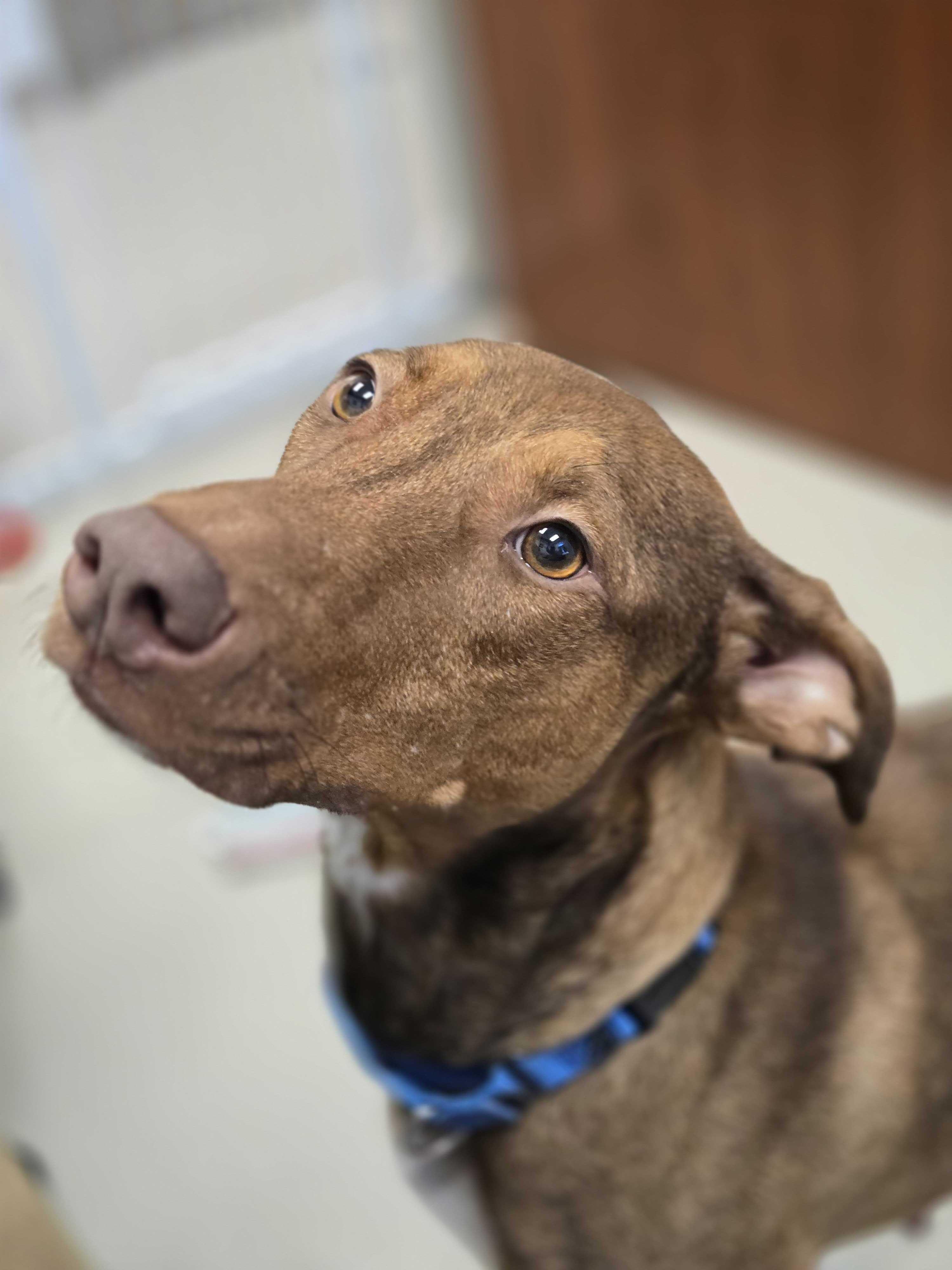 Enlarge Guinevere , a ADOPTABLE mixed breed in Maidens, VA image 2/5