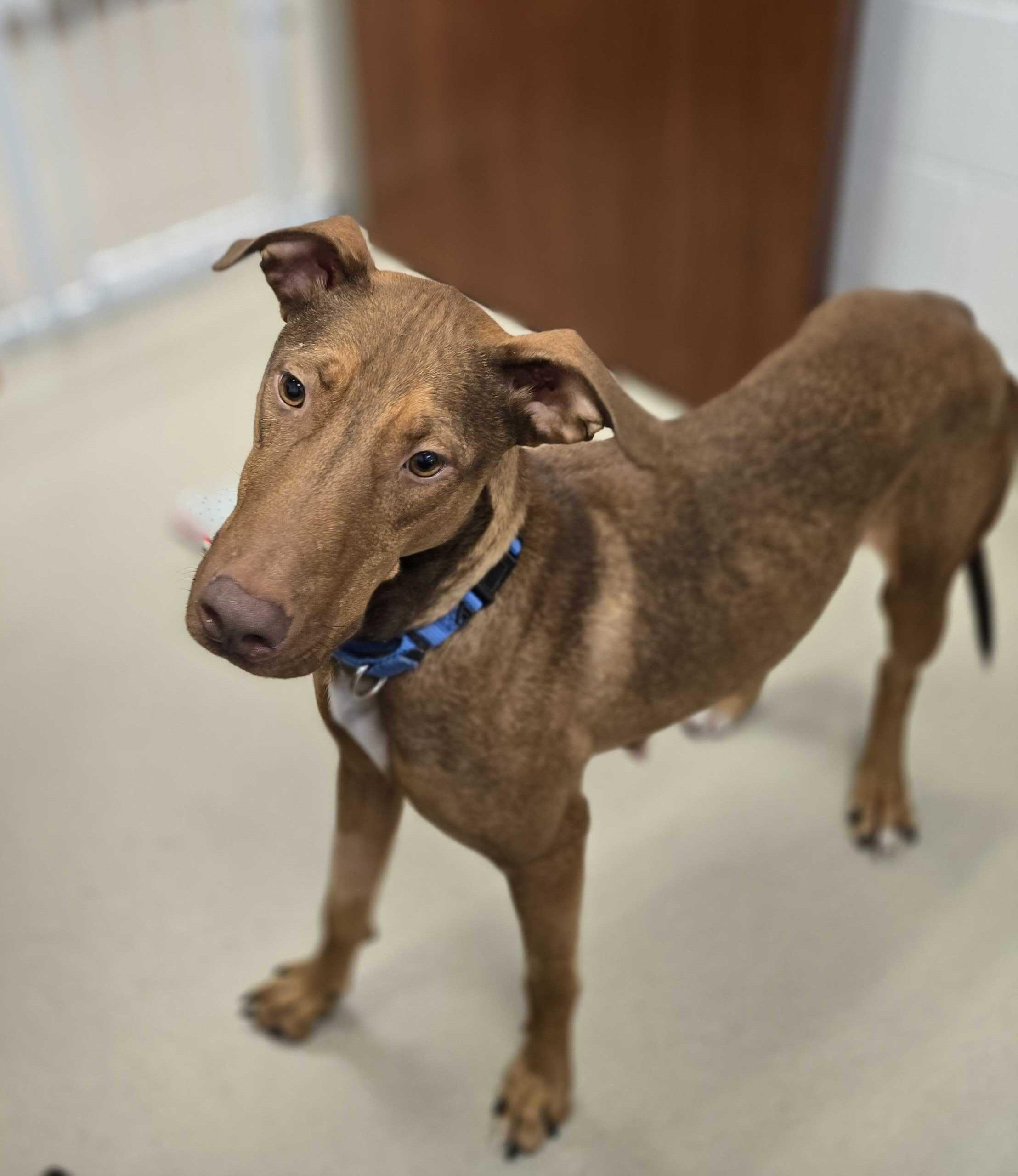 Guinevere , ADOPTABLE, Adult Female Doberman Pinscher.